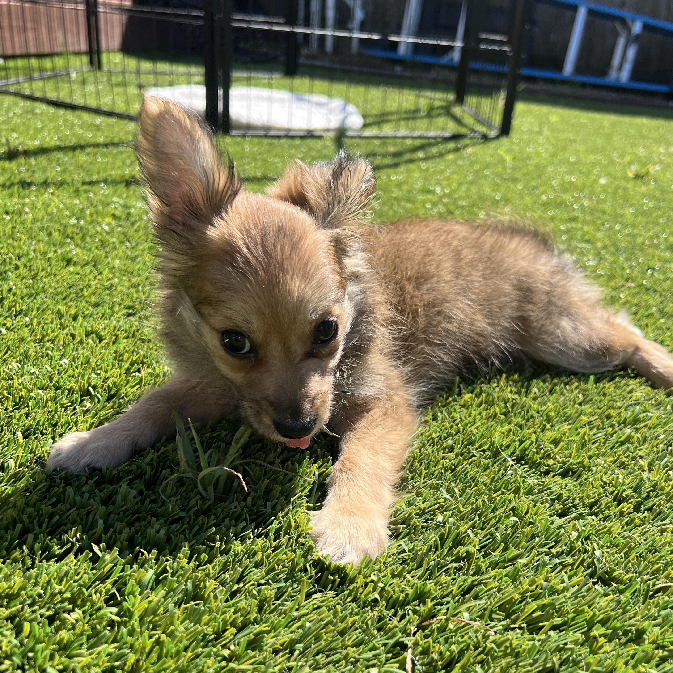 Enlarge Boba, a Adoptable mixed breed in San Francisco, CA image 5/6