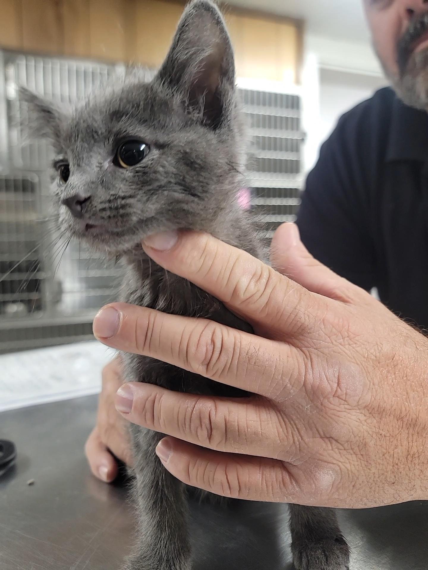 Kevin, Adoptable, Young Male Domestic Short Hair.