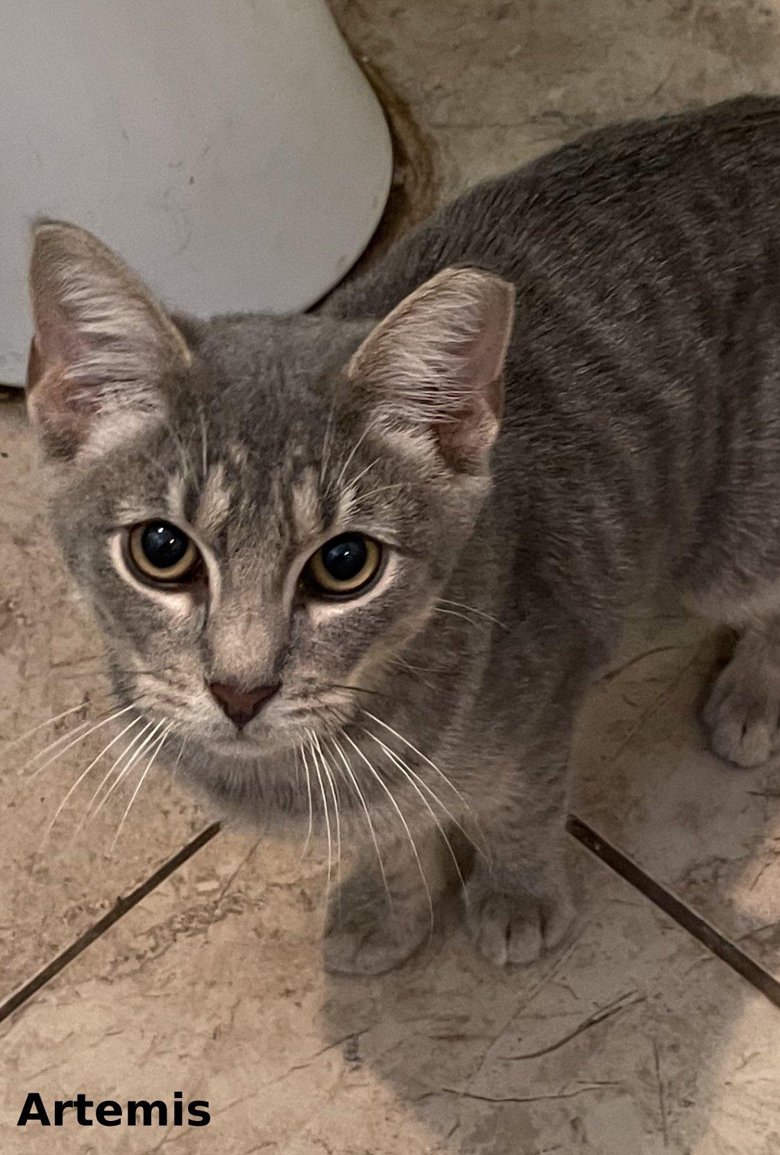 Enlarge Artemis, a Adoptable mixed breed in Brightwaters, NY image 1/1