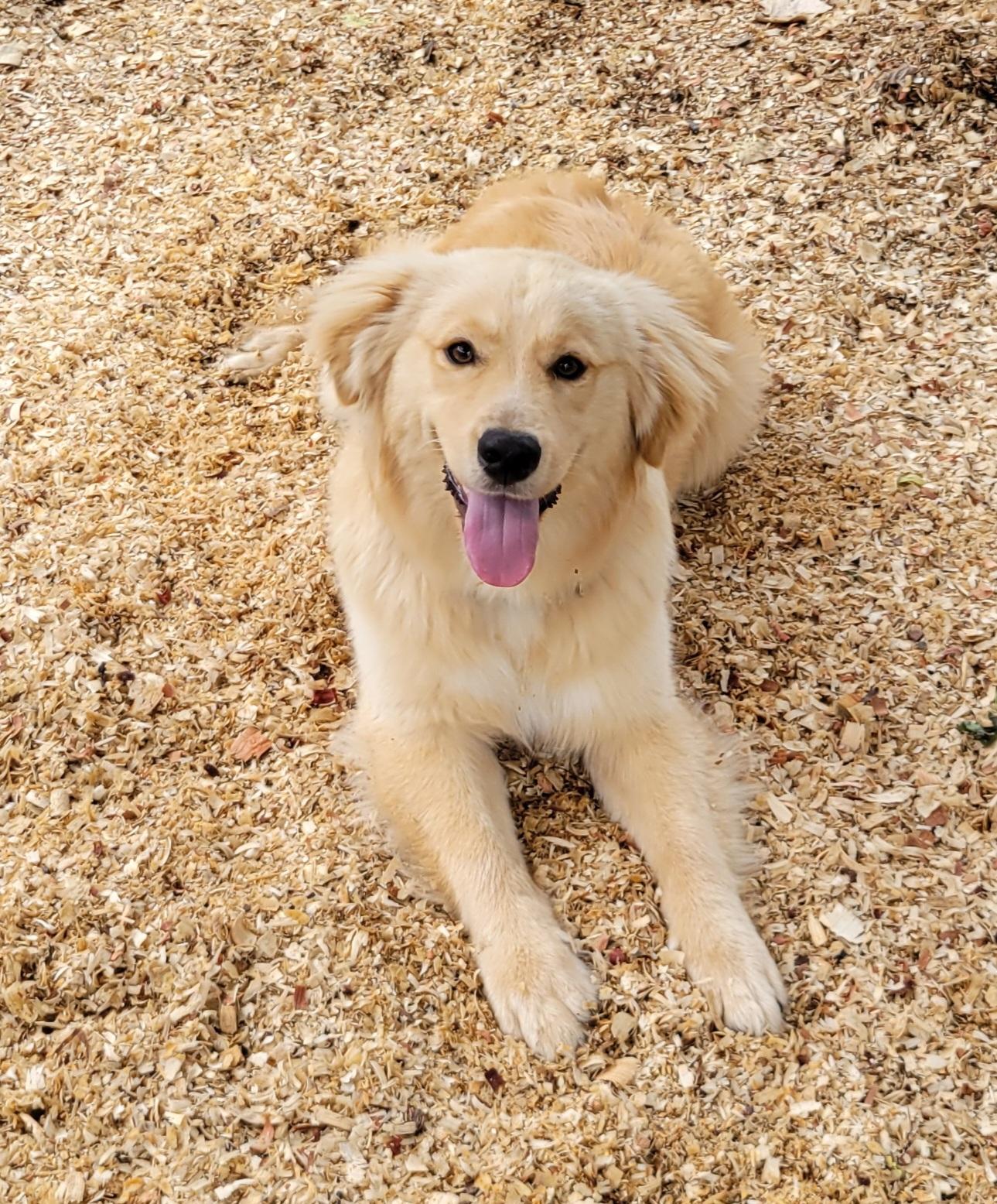 Enlarge Bronson, an adopted mixed breed in Granbury, TX image 1/2