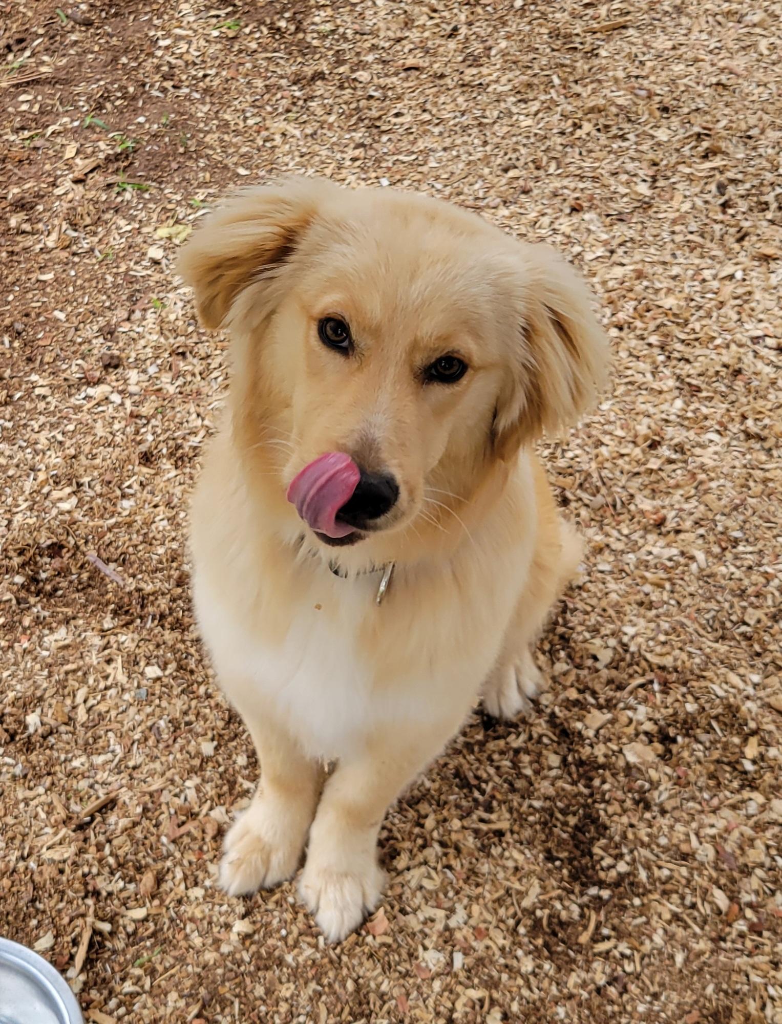 Enlarge Bronson, an adopted mixed breed in Granbury, TX image 2/2