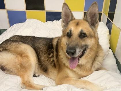 Zee, adopted, Senior Male Mixed Breed.