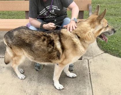 Enlarge Zee, an adopted Mixed Breed in Georgetown, TX image 2/3