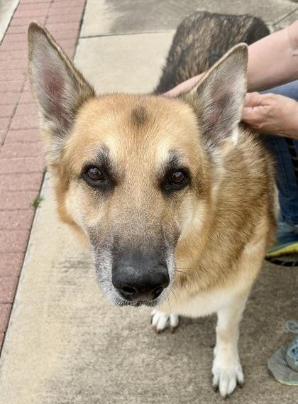 Enlarge Zee, an adopted Mixed Breed in Georgetown, TX image 3/3