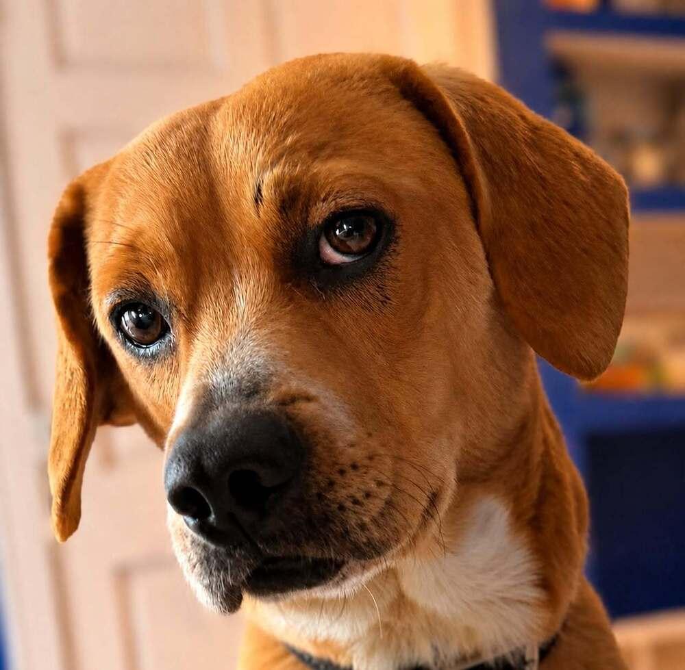 Chip - fostered in SE Nebraska, Adoptable, Adult Male Beagle.