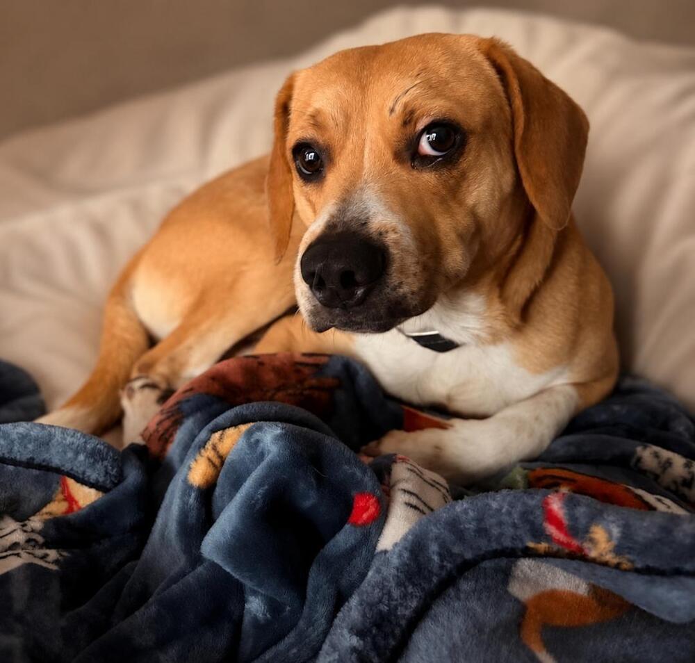 Enlarge Chip - fostered in SE Nebraska, a Adoptable mixed breed in Shawnee Mission, KS image 3/5