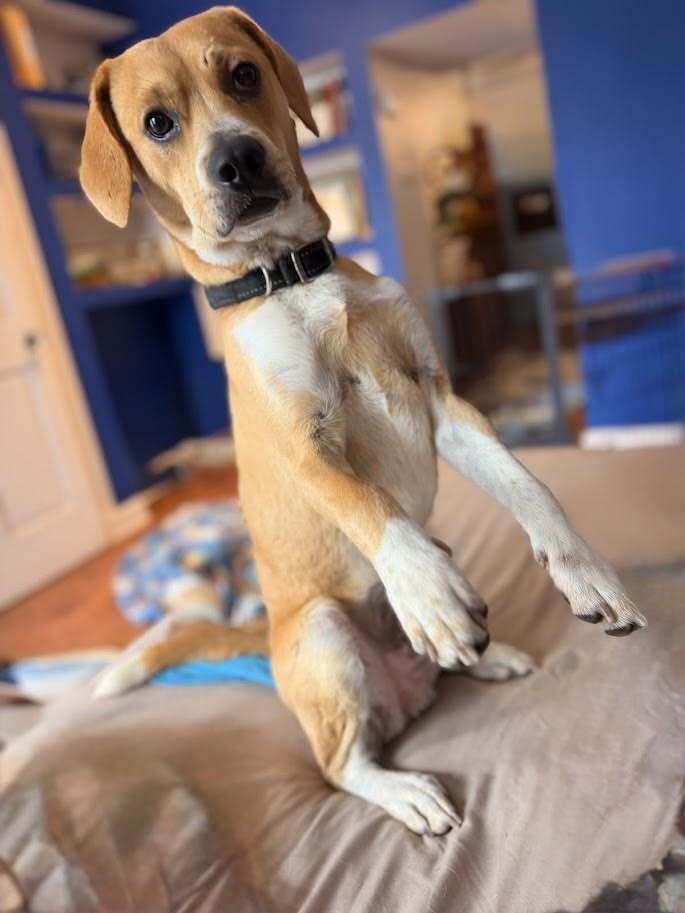 Enlarge Chip - fostered in SE Nebraska, a Adoptable mixed breed in Shawnee Mission, KS image 4/5