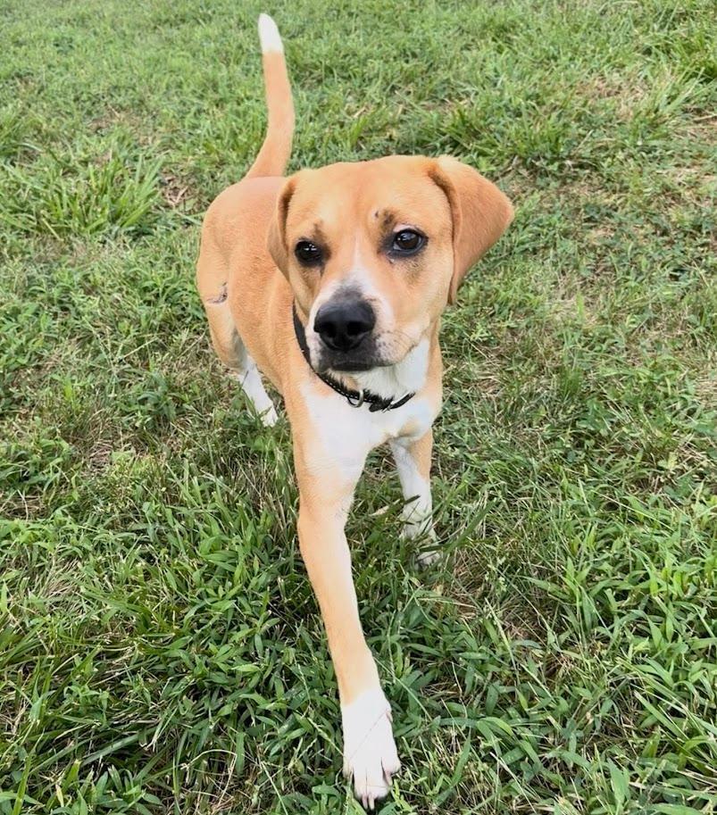 Enlarge Chip - fostered in SE Nebraska, a Adoptable mixed breed in Shawnee Mission, KS image 5/5