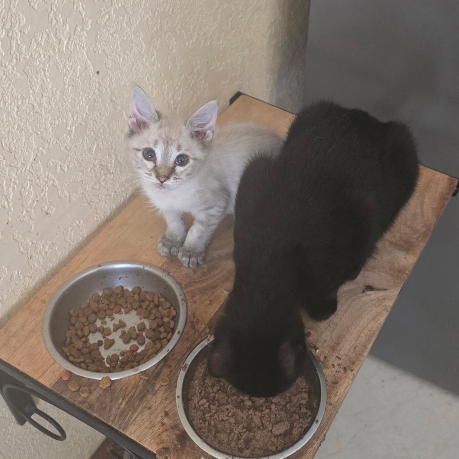 Enlarge Pee Weena & Pearlita, an adopted Siamese in Boston, MA image 6/6