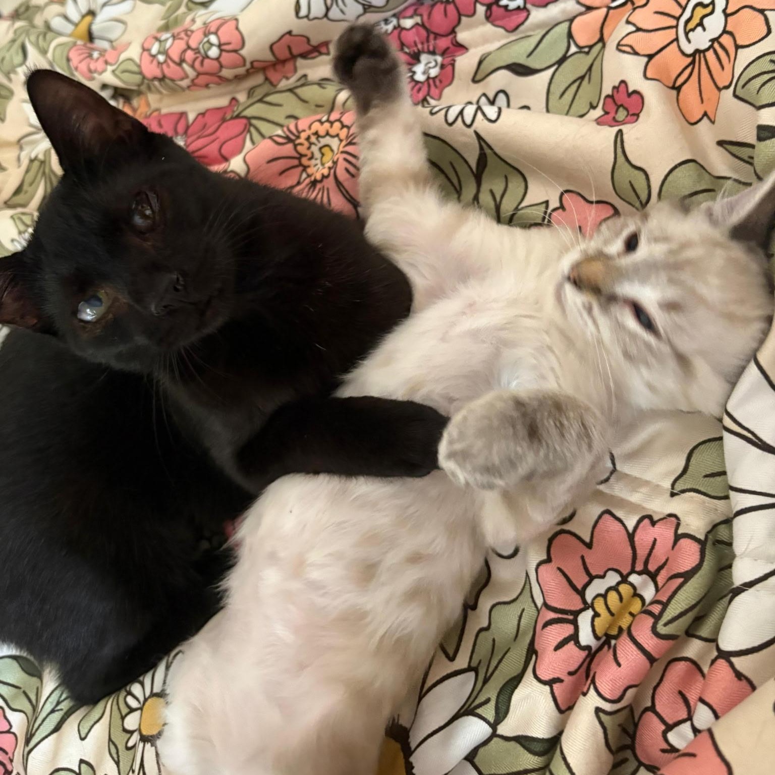 Enlarge Pee Weena & Pearlita, an adopted Siamese in Boston, MA image 3/6