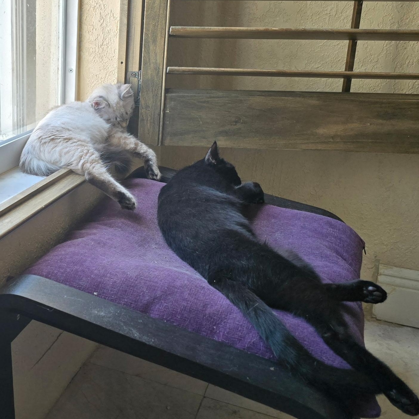 Enlarge Pee Weena & Pearlita, an adopted Siamese in Boston, MA image 5/6