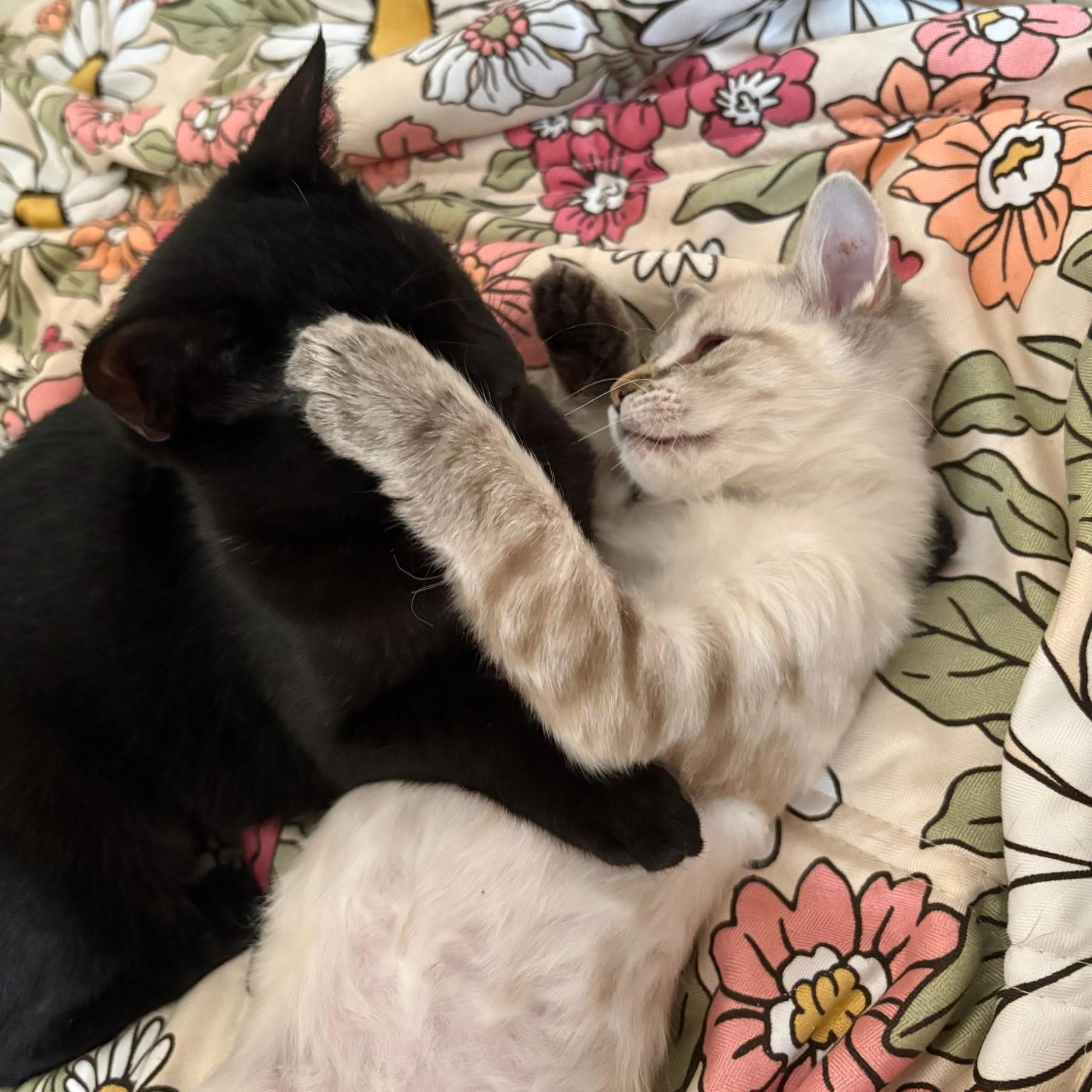 Pee Weena & Pearlita, adopted, Kitten Female Siamese.