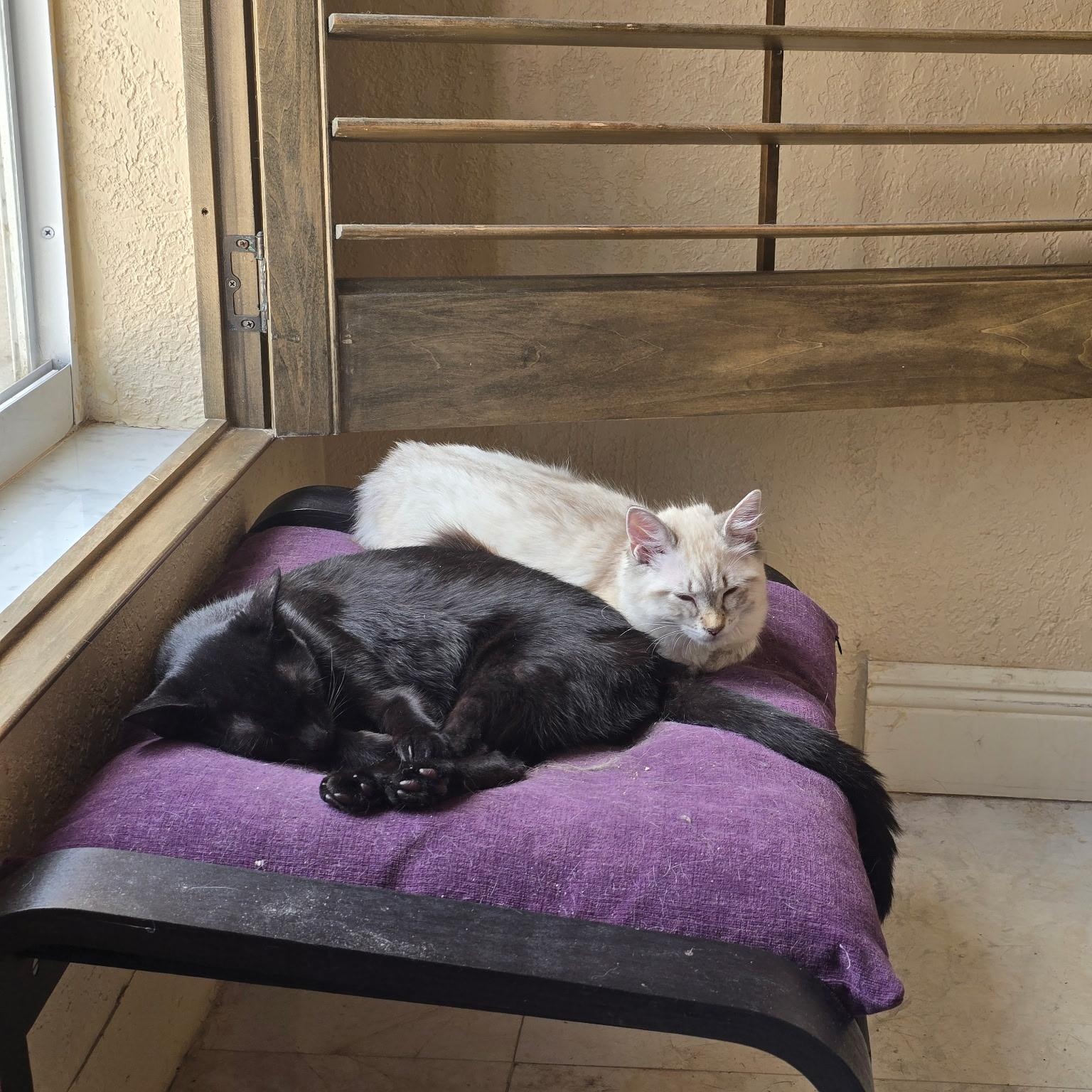 Enlarge Pee Weena & Pearlita, an adopted Siamese in Boston, MA image 4/6