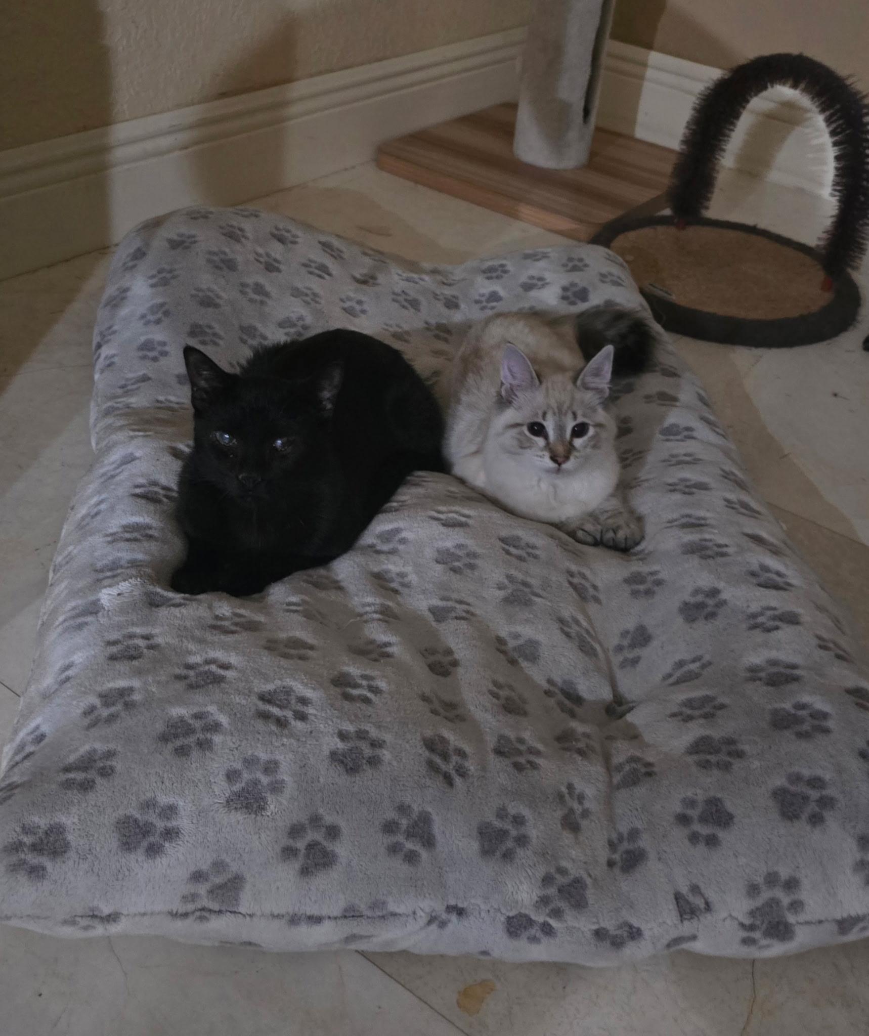 Enlarge Pee Weena & Pearlita, an adopted Siamese in Boston, MA image 2/6