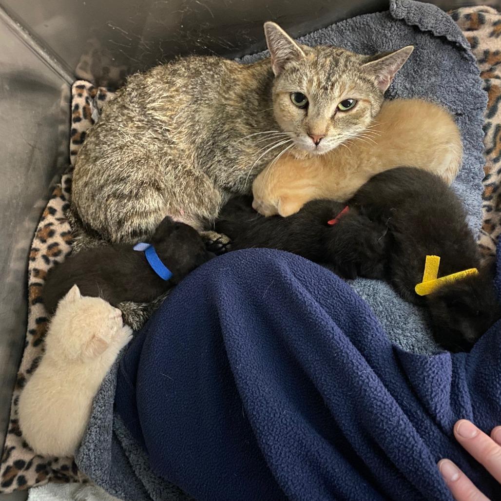 Shasta Cola, Adoptable, Kitten Female Domestic Short Hair.