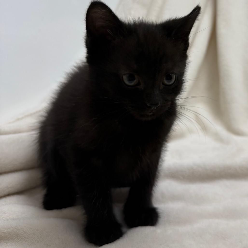 Shasta Cola, a Adoptable Domestic Short Hair in Troy, VA image 2/3