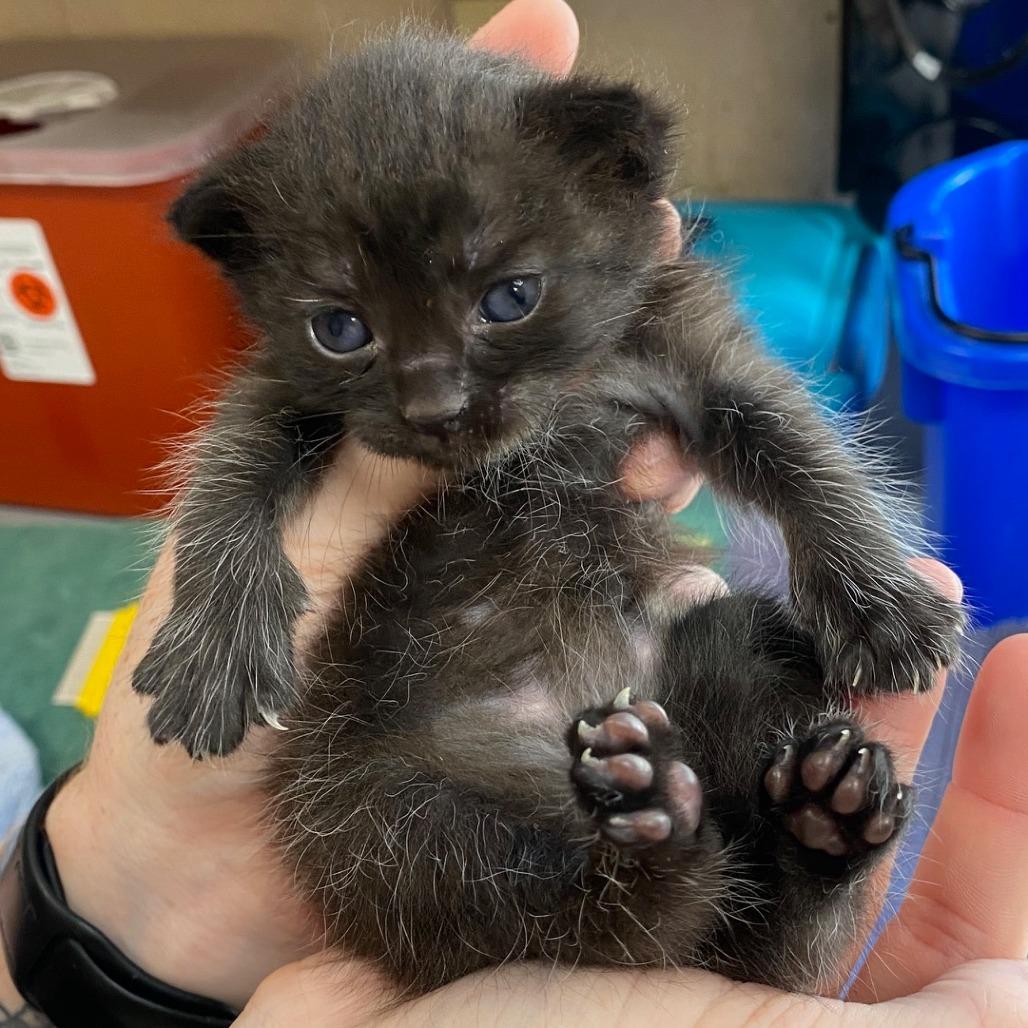 Shasta Cola, a Adoptable Domestic Short Hair in Troy, VA image 3/3