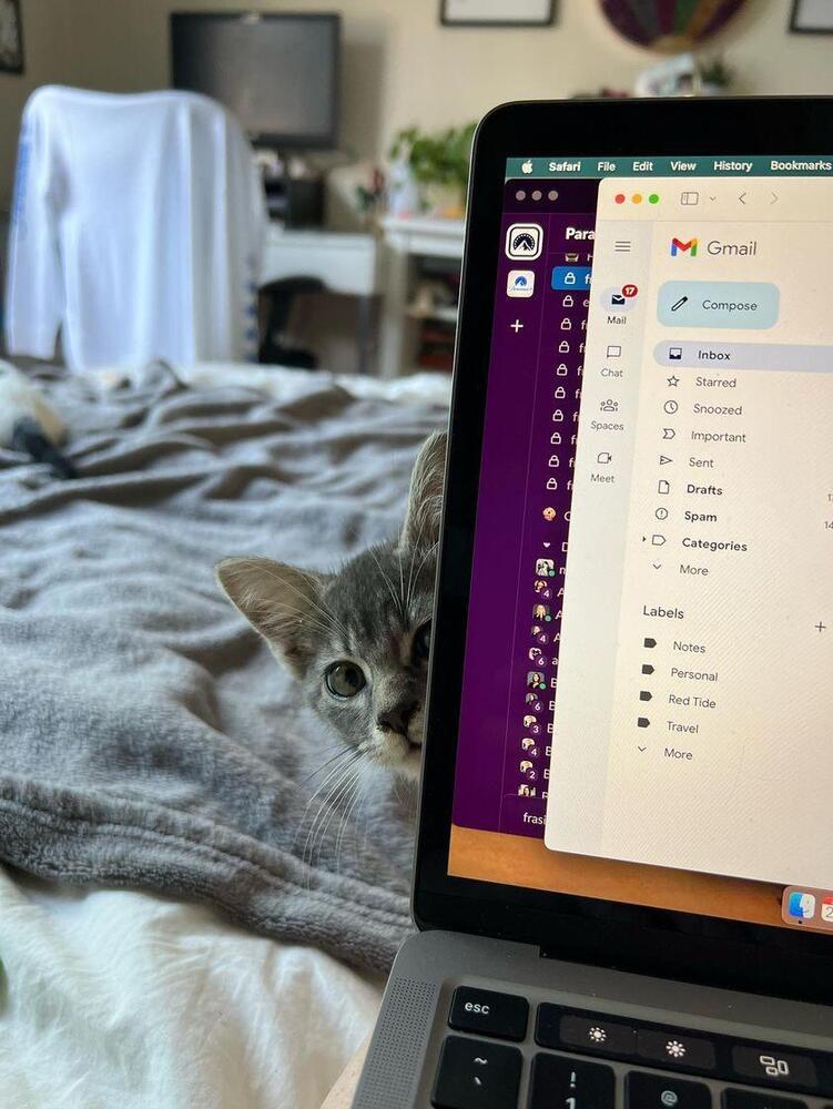 Denise, a Adopted mixed breed in Bronx, NY image 1/6