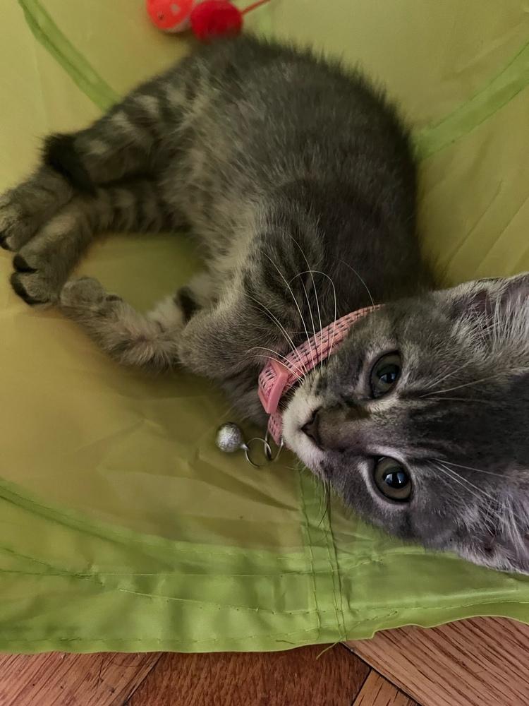 Denise, a Adopted mixed breed in Bronx, NY image 2/6