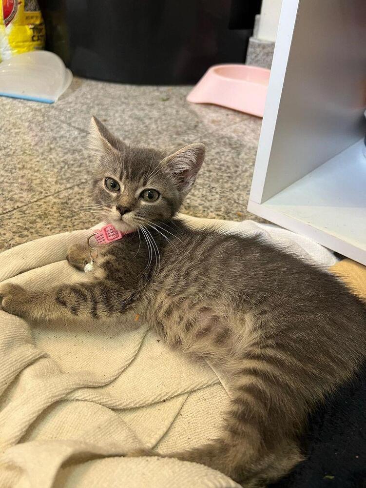 Denise, Adopted, Kitten Female Tabby.