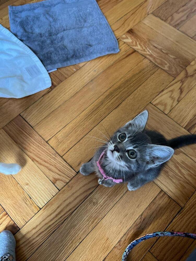 Denise, a Adopted mixed breed in Bronx, NY image 4/6