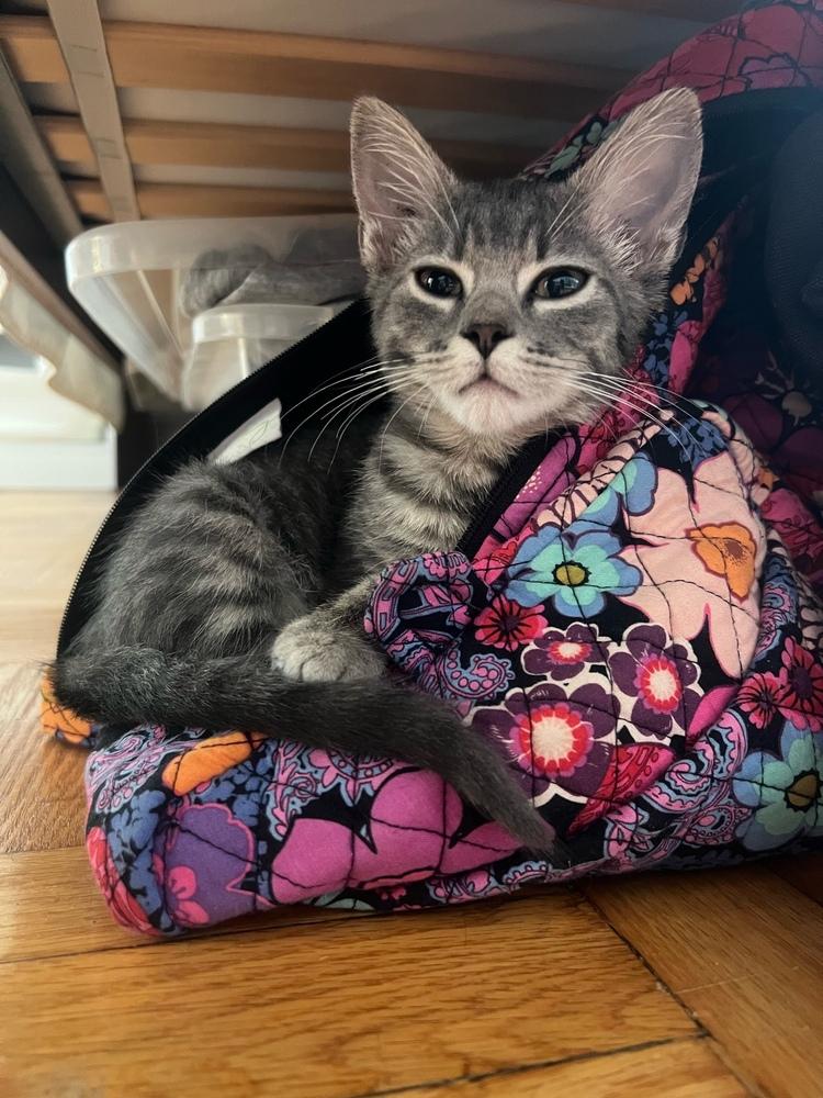 Denise, a Adopted mixed breed in Bronx, NY image 5/6