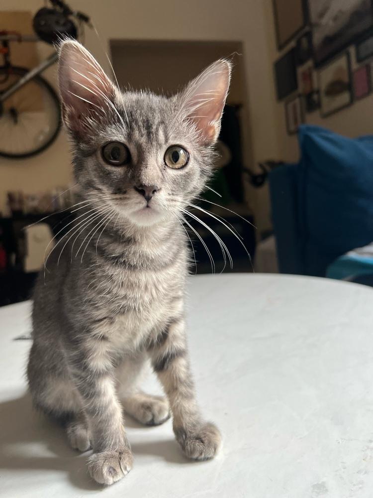 Denise, a Adopted mixed breed in Bronx, NY image 6/6