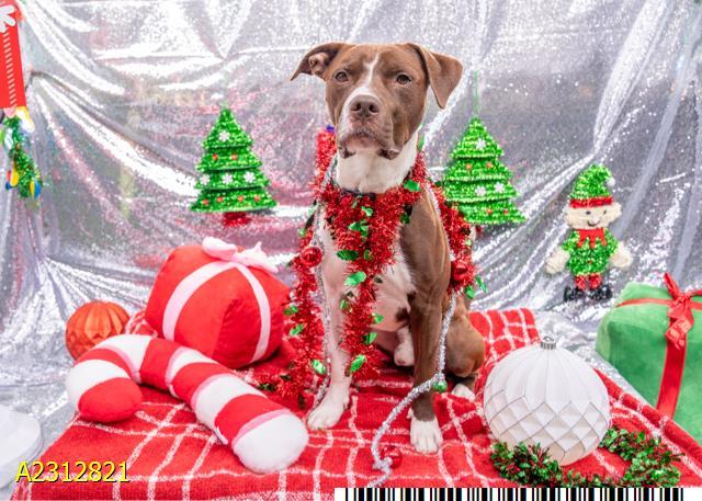 Enlarge KOBE, a Adoptable mixed breed in West Palm Beach, FL image 1/1