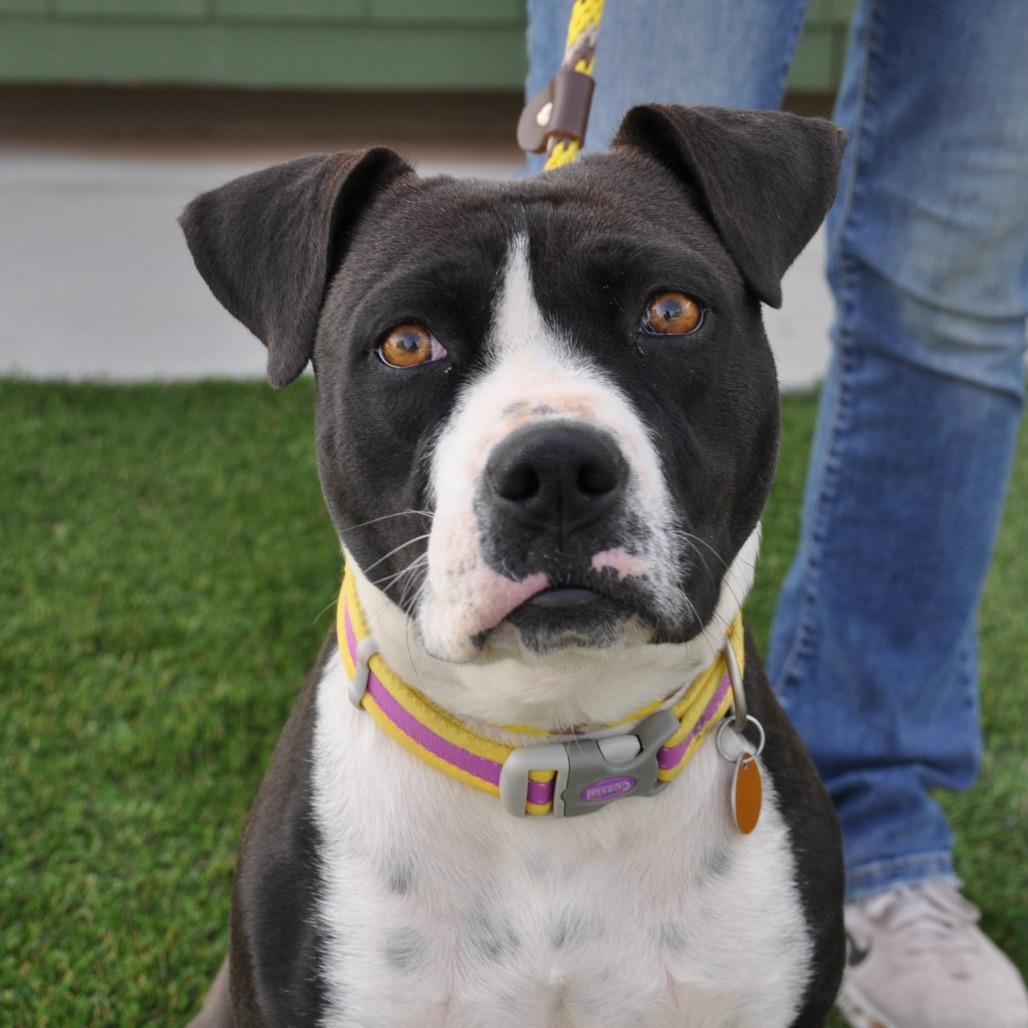 Molly, Adoptable, Adult Female Mixed Breed.