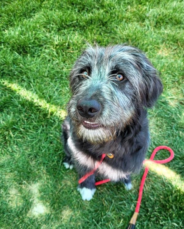 Zuzu, Adoptable, Young Female Standard Poodle.