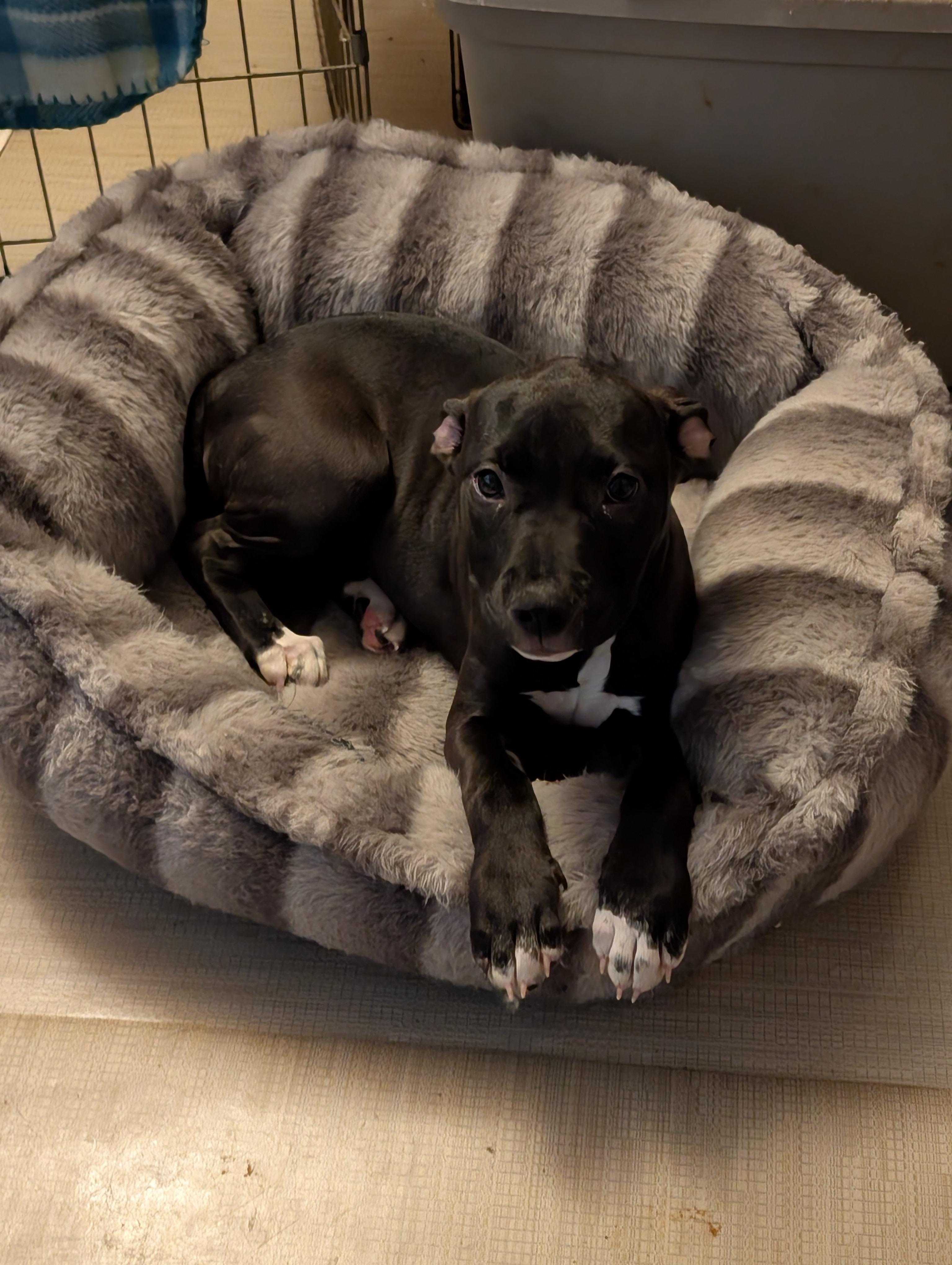 Enlarge MISS BEANS, a ADOPTABLE mixed breed in Browns Mills, NJ image 1/2