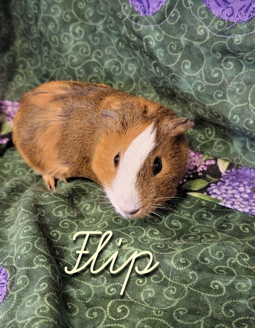 Flip and Flop photo 2