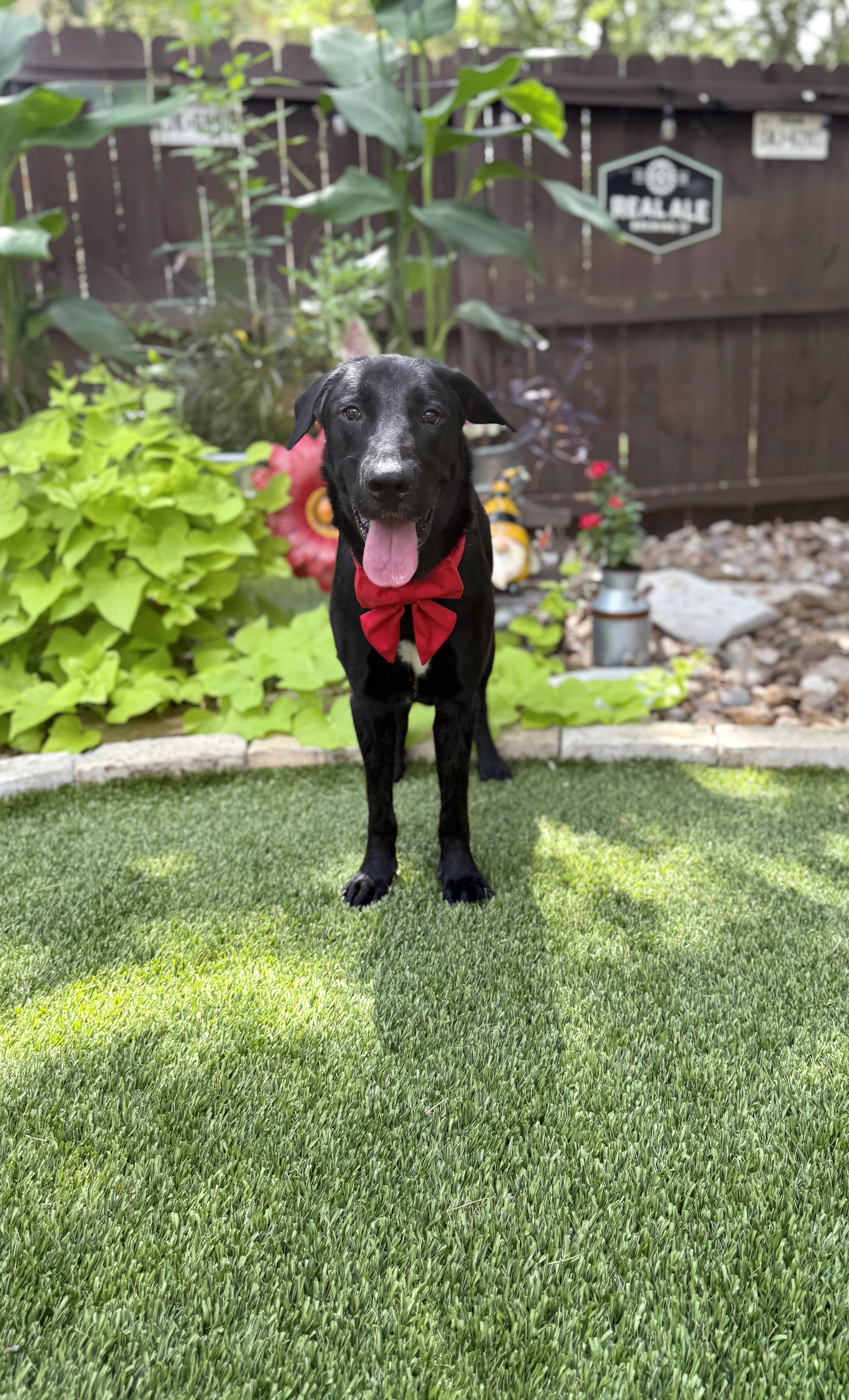 Enlarge Apollo, a Adoptable mixed breed in Billings, MT image 3/6