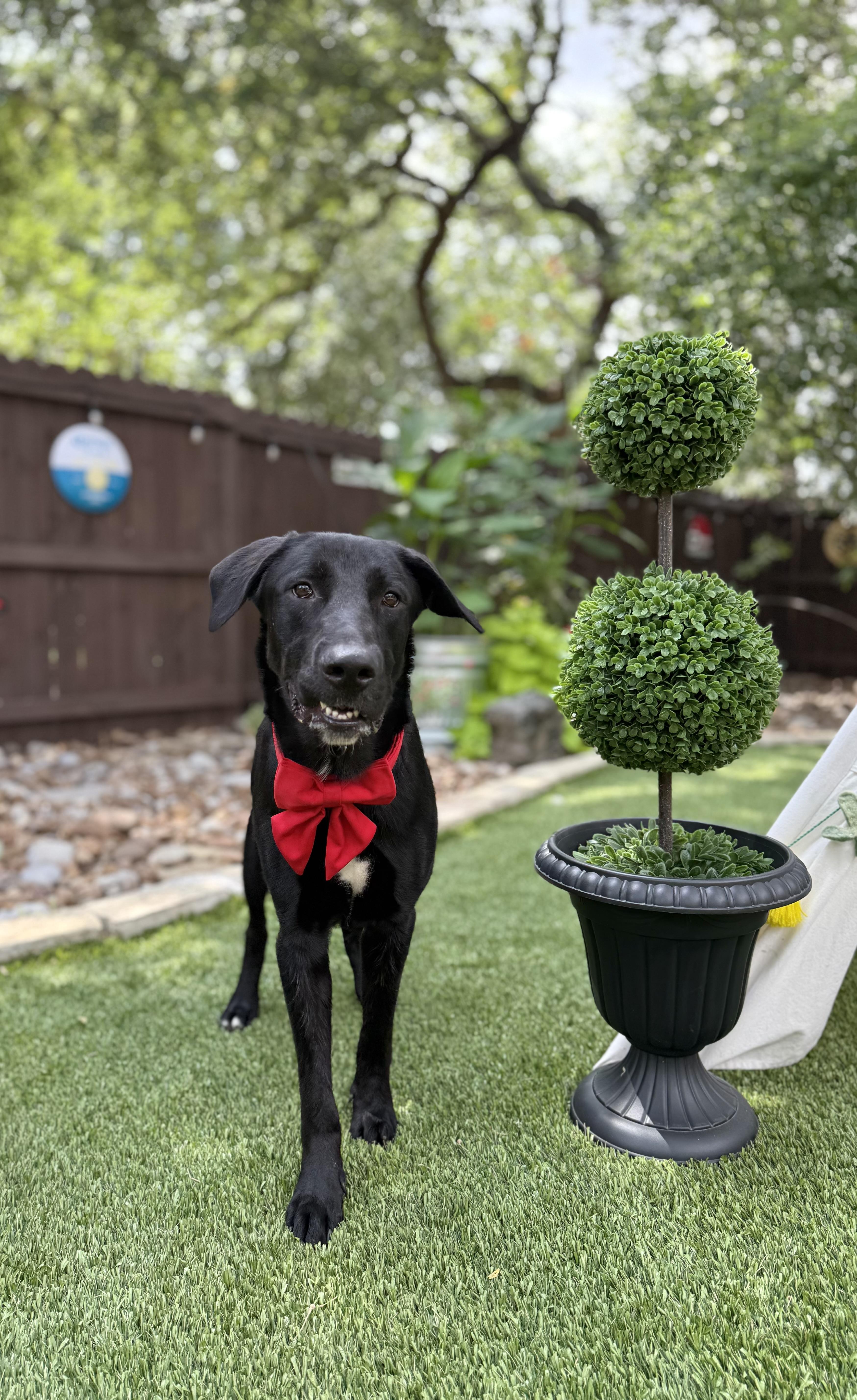 Apollo, Adoptable, Young Male Black Labrador Retriever.