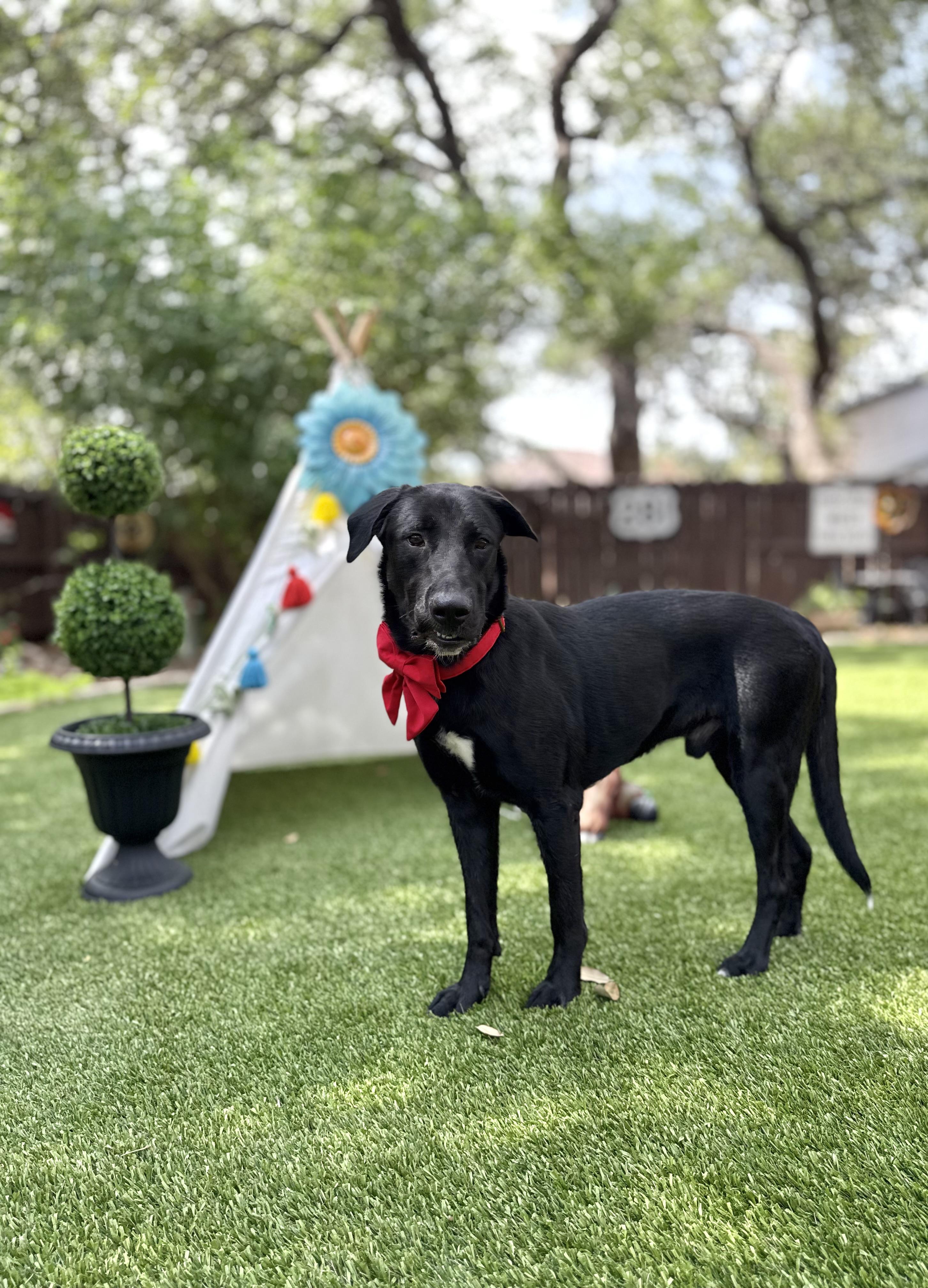 Enlarge Apollo, a Adoptable mixed breed in Billings, MT image 4/6