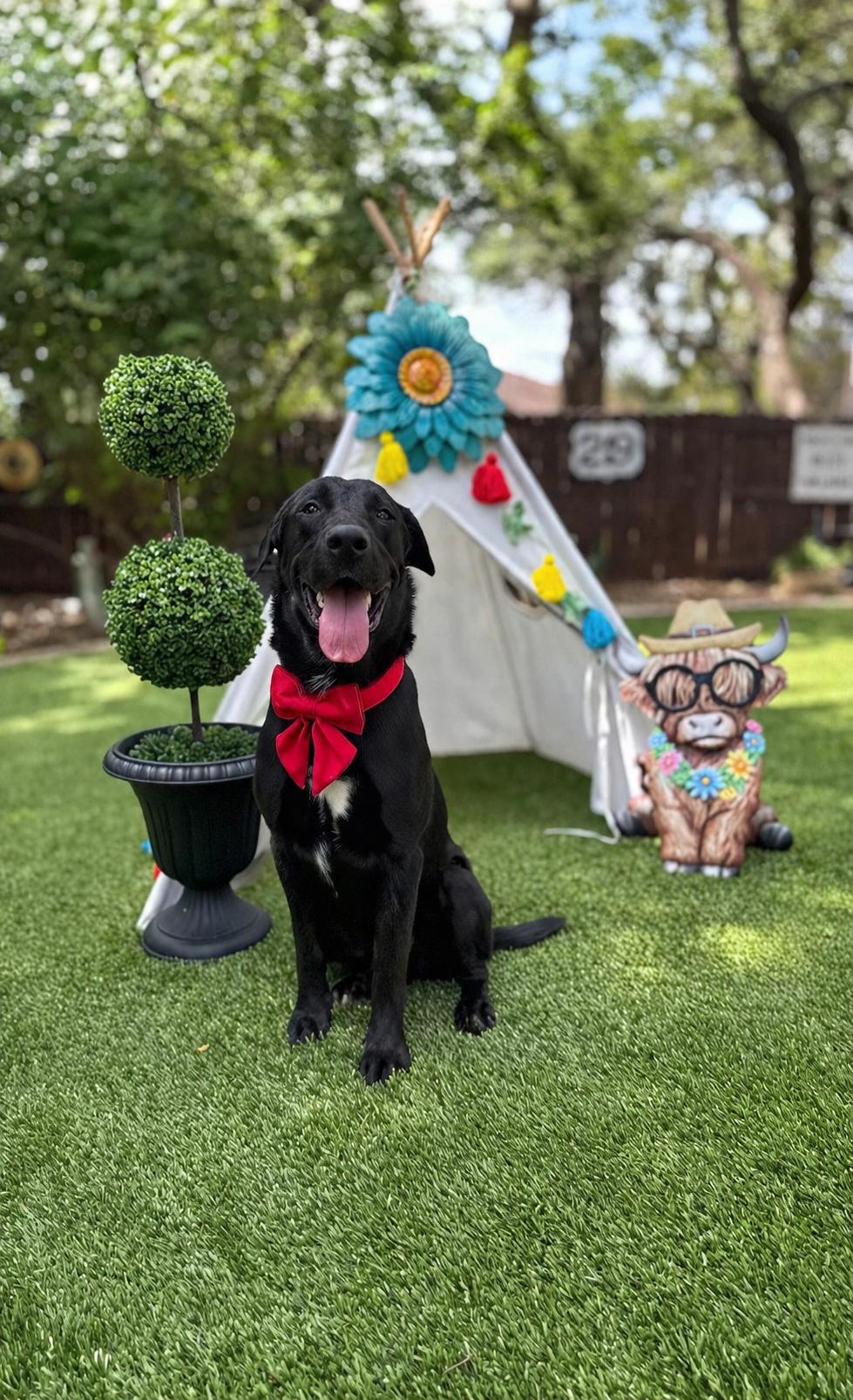 Enlarge Apollo, a Adoptable mixed breed in Billings, MT image 2/6