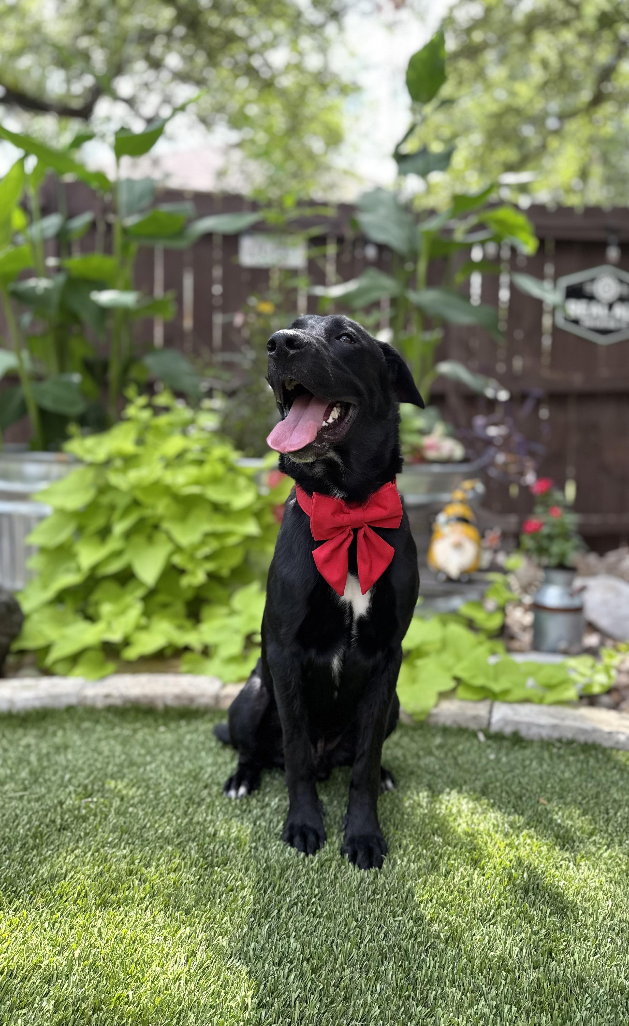 Enlarge Apollo, a Adoptable mixed breed in Billings, MT image 6/6