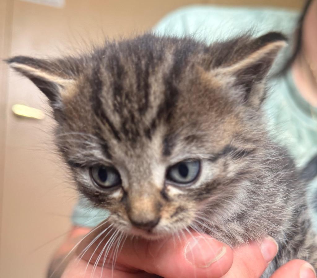 Nick, Adoptable, Kitten Male Domestic Short Hair.