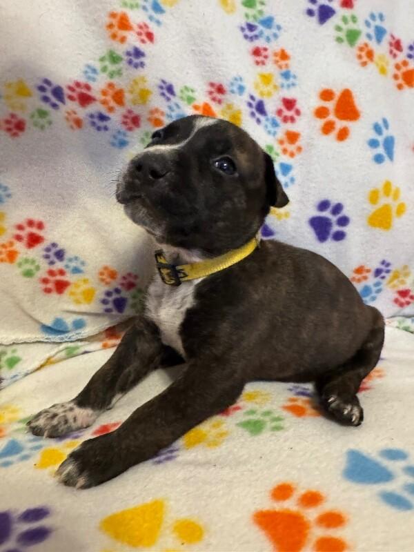 Enlarge HERCULES (YELLOW) DISNEY, a Adoptable mixed breed in lawton, OK image 1/5