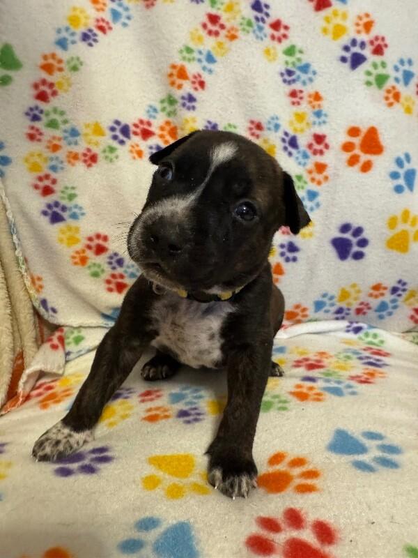 Enlarge HERCULES (YELLOW) DISNEY, a Adoptable mixed breed in lawton, OK image 3/5