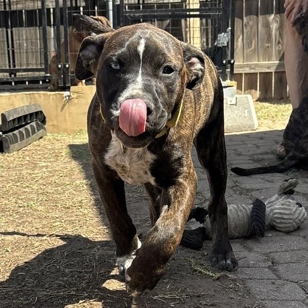 Enlarge HERCULES (YELLOW) DISNEY, a Adoptable mixed breed in lawton, OK image 4/6