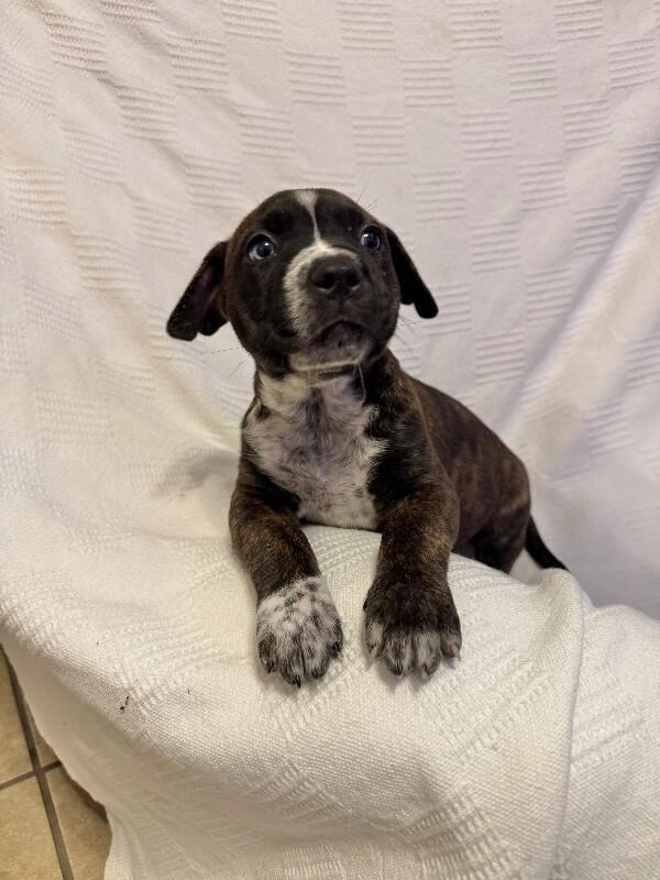 Enlarge HERCULES (YELLOW) DISNEY, a Adoptable mixed breed in lawton, OK image 4/6