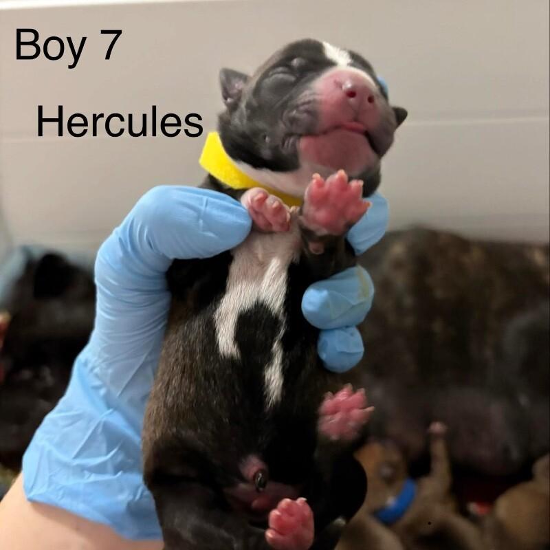 Enlarge HERCULES (YELLOW) DISNEY, a Adoptable mixed breed in lawton, OK image 4/5