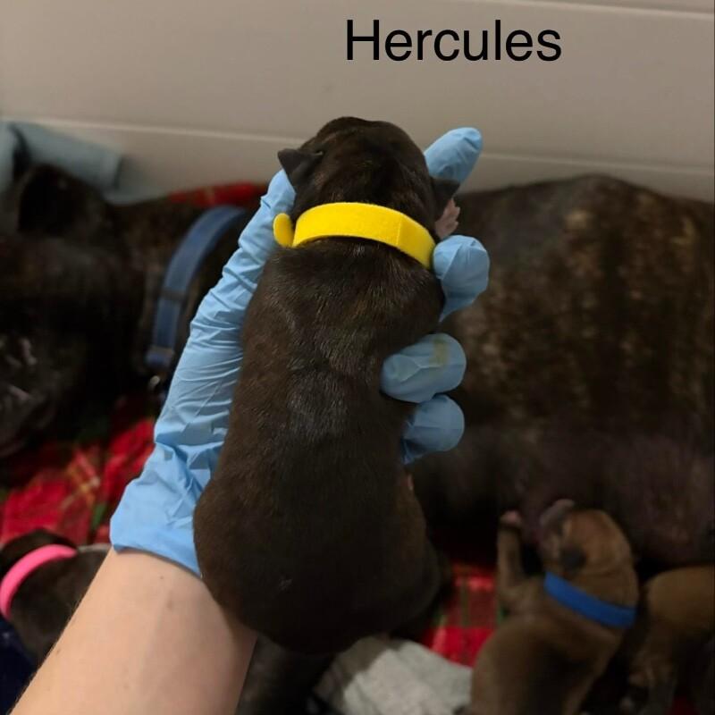 Enlarge HERCULES (YELLOW) DISNEY, a Adoptable mixed breed in lawton, OK image 5/5