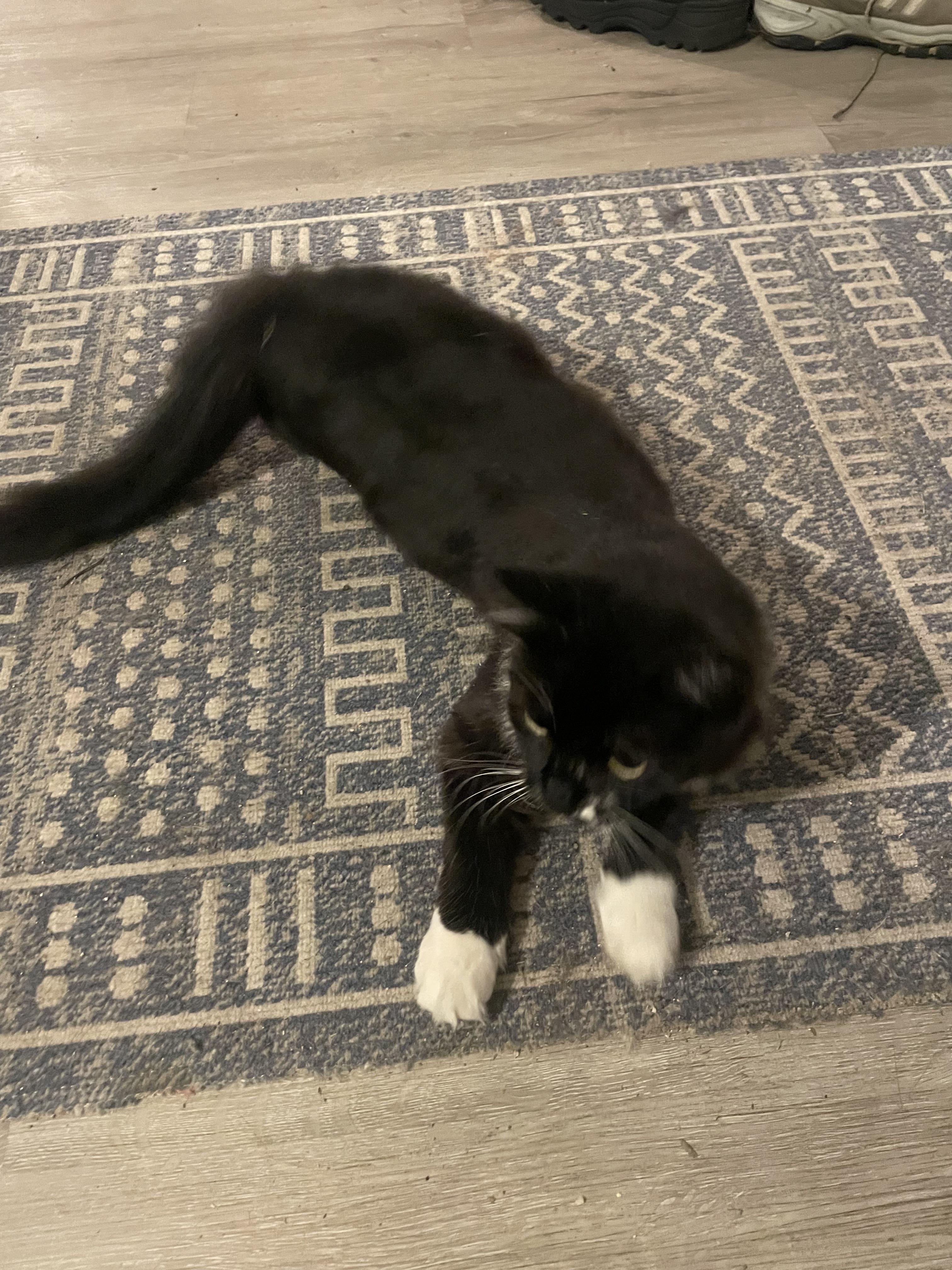 Vivien, Adult Female Domestic Long Hair