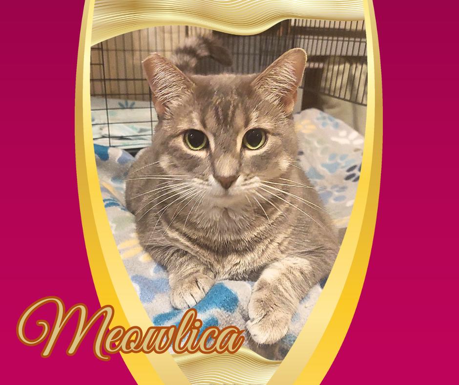 Meowlica, a Adoptable Tabby in Orange City, FL image 1/4