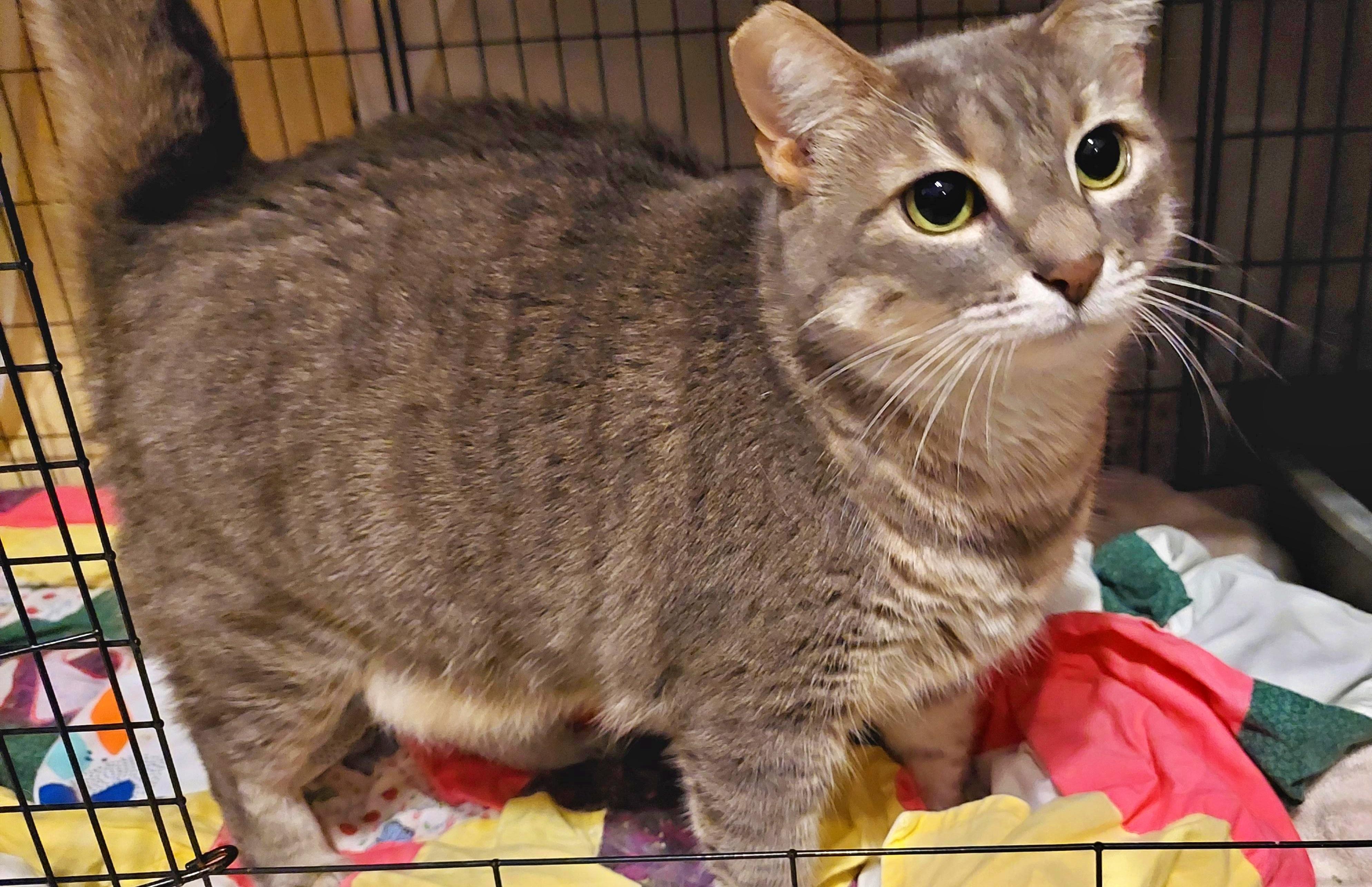 Meowlica, a Adoptable Tabby in Orange City, FL image 3/4
