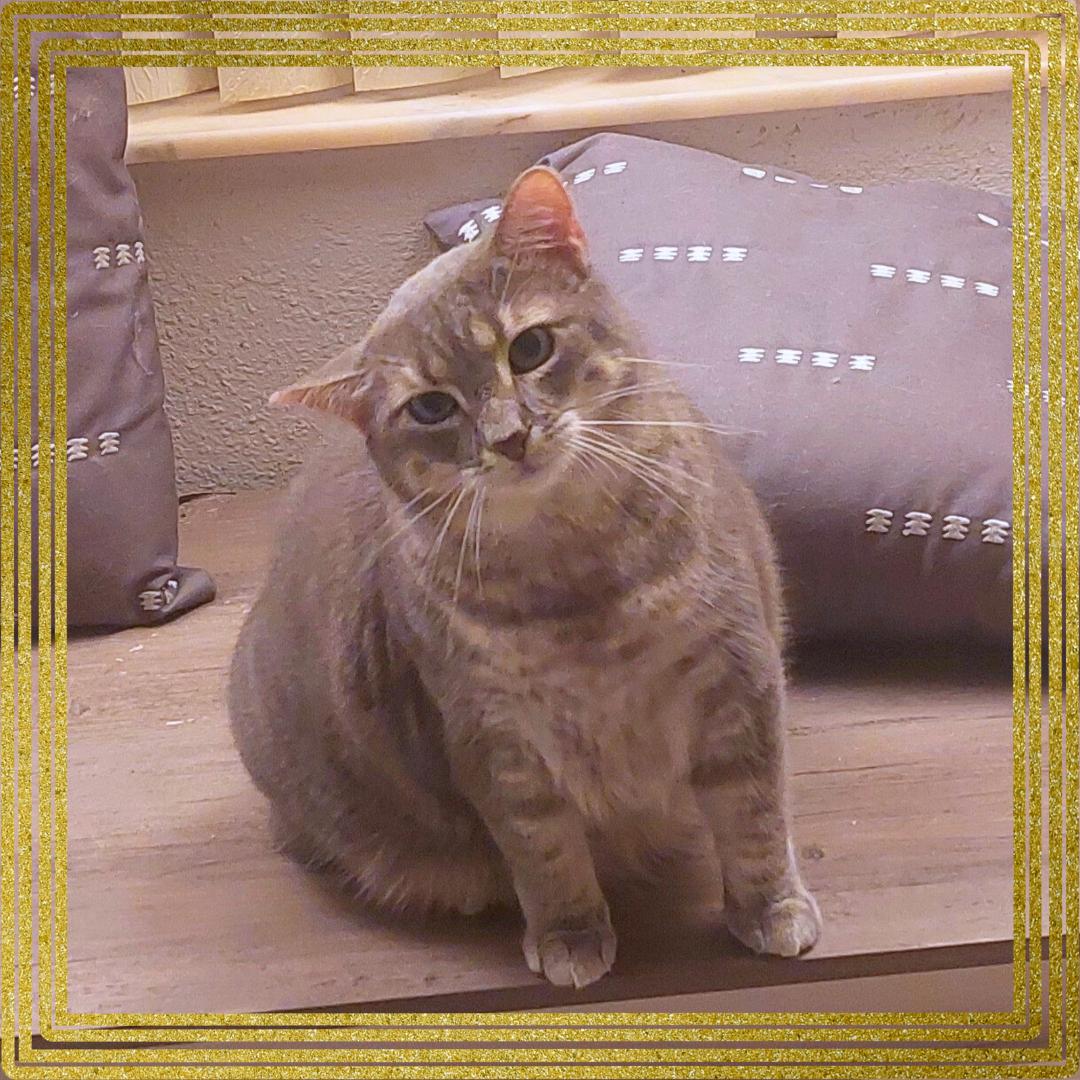 Enlarge Meowlica, a Adoptable Tabby in Orange City, FL image 1/4