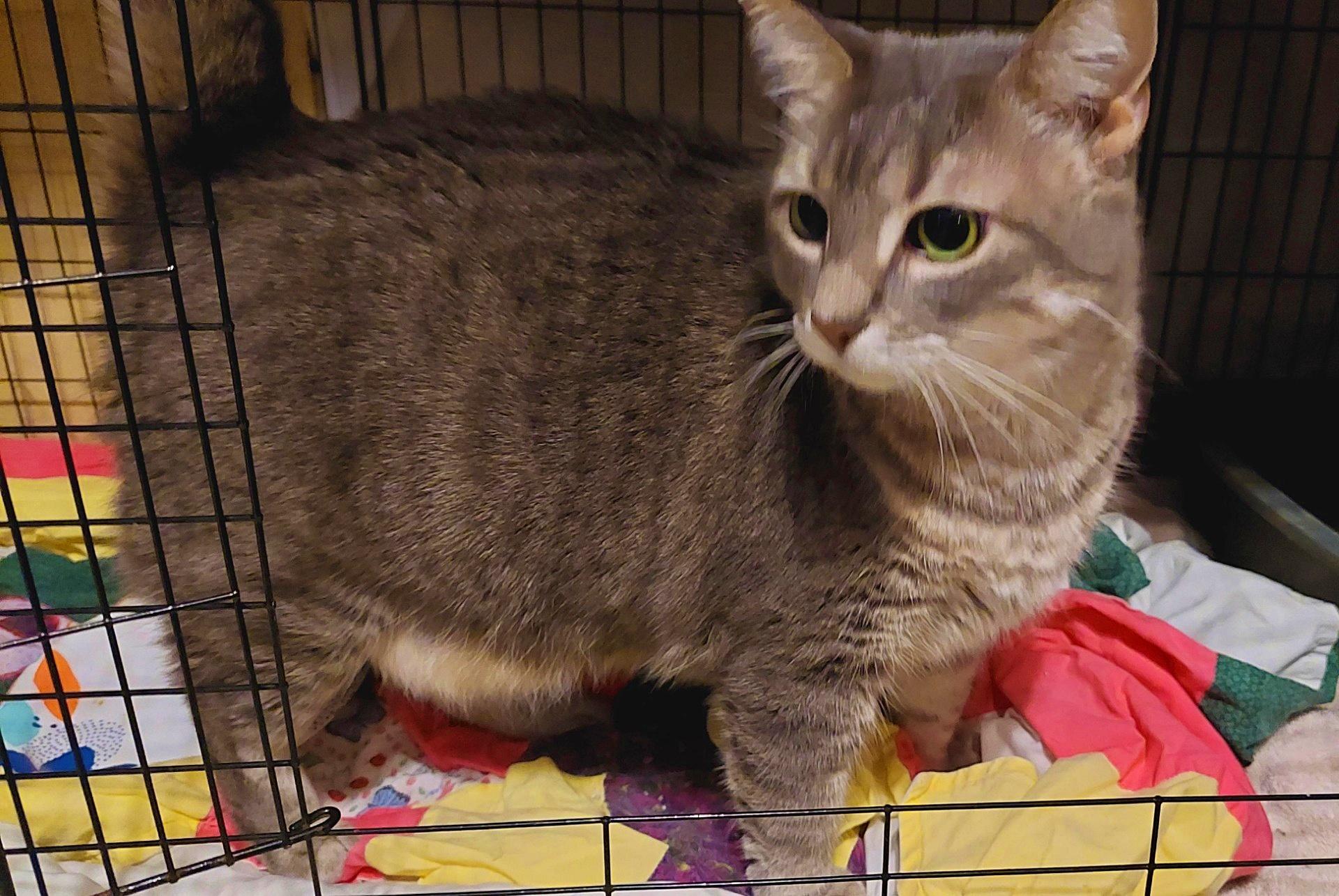 Meowlica, a Adoptable Tabby in Orange City, FL image 4/4