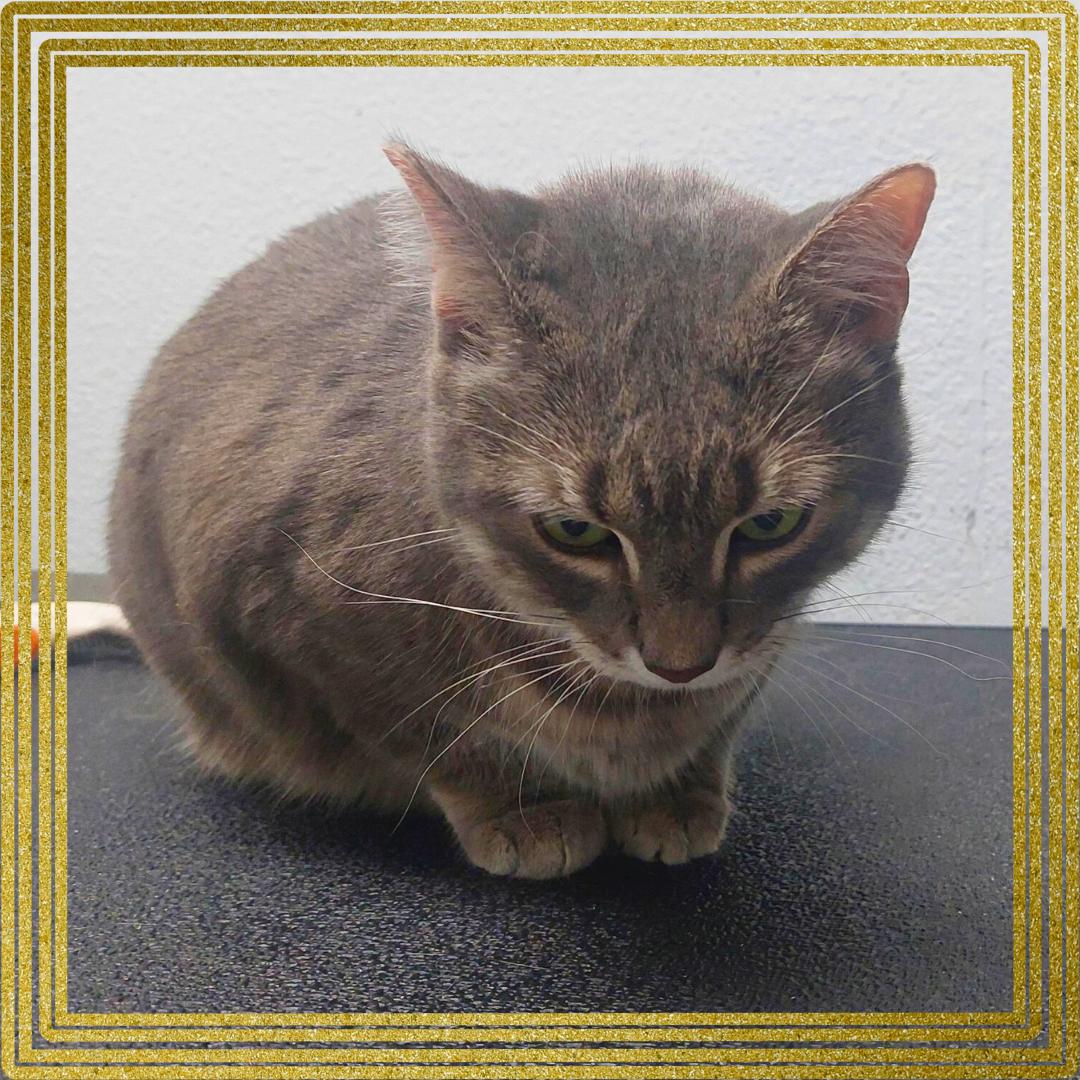 Enlarge Meowlica, a Adoptable Tabby in Orange City, FL image 4/4